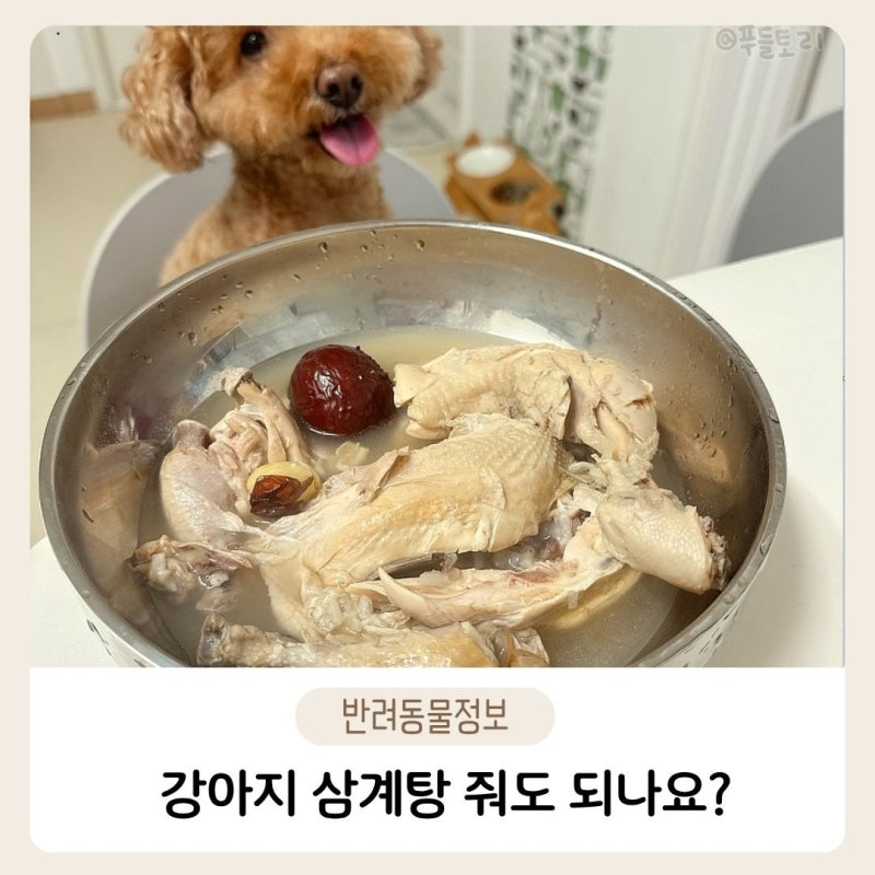 강아지삼계탕 줘도 되나요, 수술후보양식으로는?