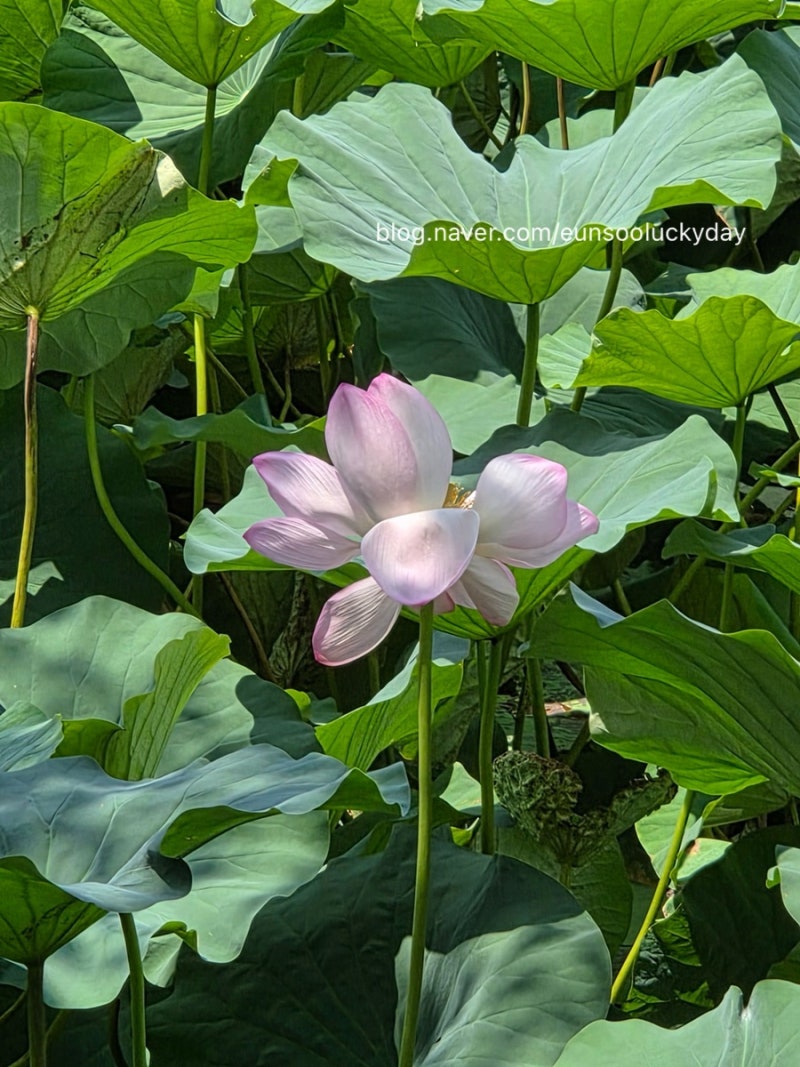 김천 연화지 연꽃 실시간, 8/6 방문 | 김천가볼만한곳 구미근교가볼만한곳 대구근교가볼만곳 ....