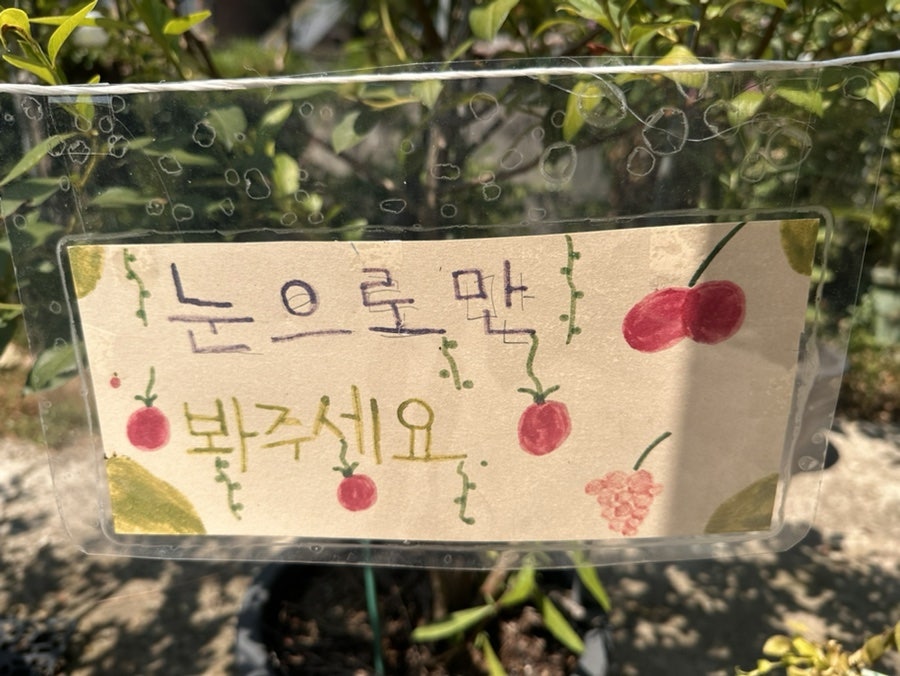 다루야 사진 6