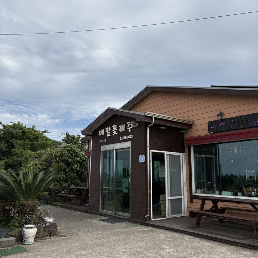 메밀꽃제주 사진 1