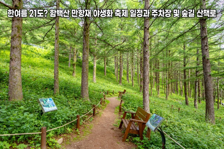 한여름 21도? <b>함백산</b> 만항재 <b>야생화 축제</b> 일정과 주차장 및 숲길 산....