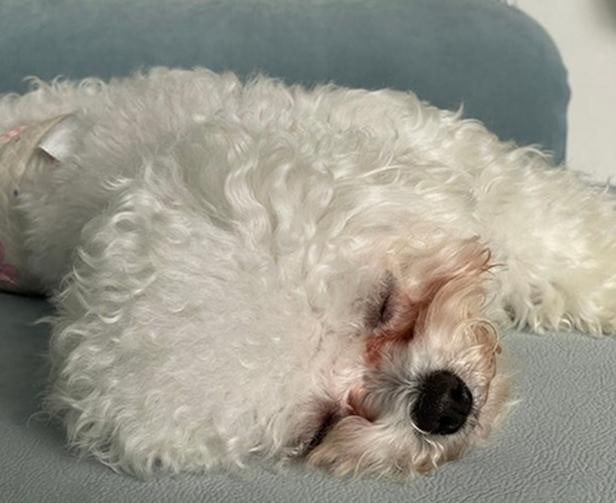강아지 눈물자국 영양제 효과와 성분, 고르는 기준