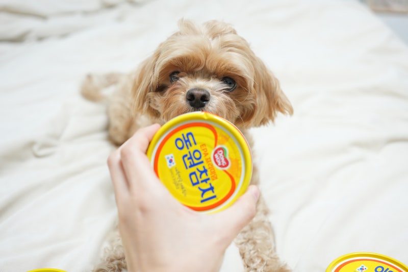 고양이 강아지 참치캔 사람용 왜 주면 안될까?