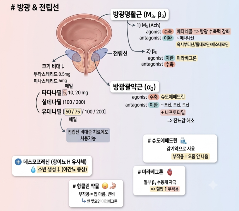 [약국] 전립선비대증 / 전립선염 / 방광염 약물 정리