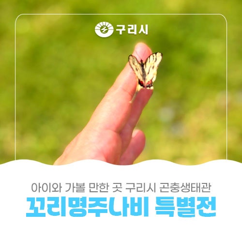 아이와 가볼 만한 곳[구리시 곤충생태관 꼬리명주나비 특별전]