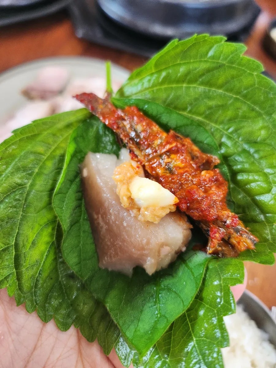 교래퐁낭 사진 5