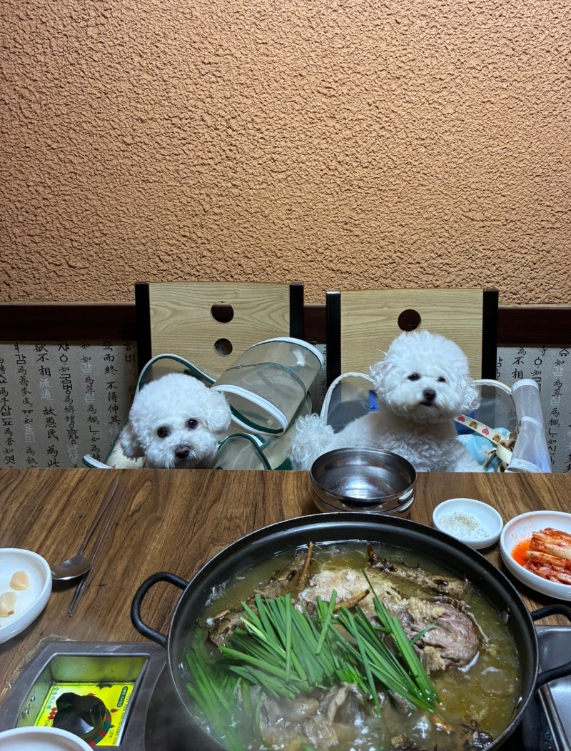 부산애견동반여행 코스 추천 김해공항근처 애견운동장 그랑독,맛집 강변마당 오리백숙 후기