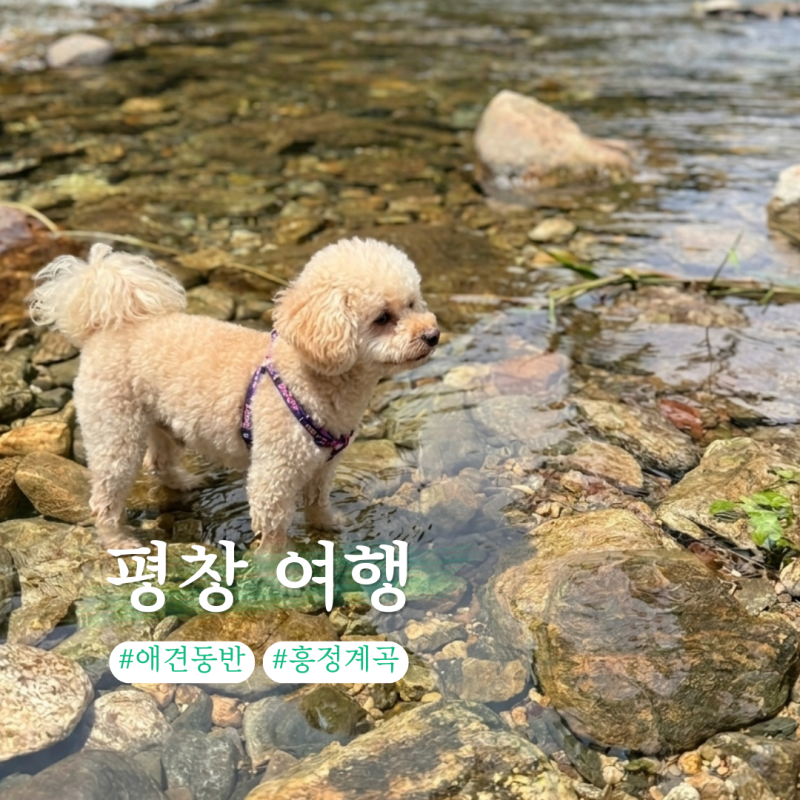 평창 애견동반 숙소 '평창 바다내음 펜션' 흥정계곡 강아지와 힐링하기