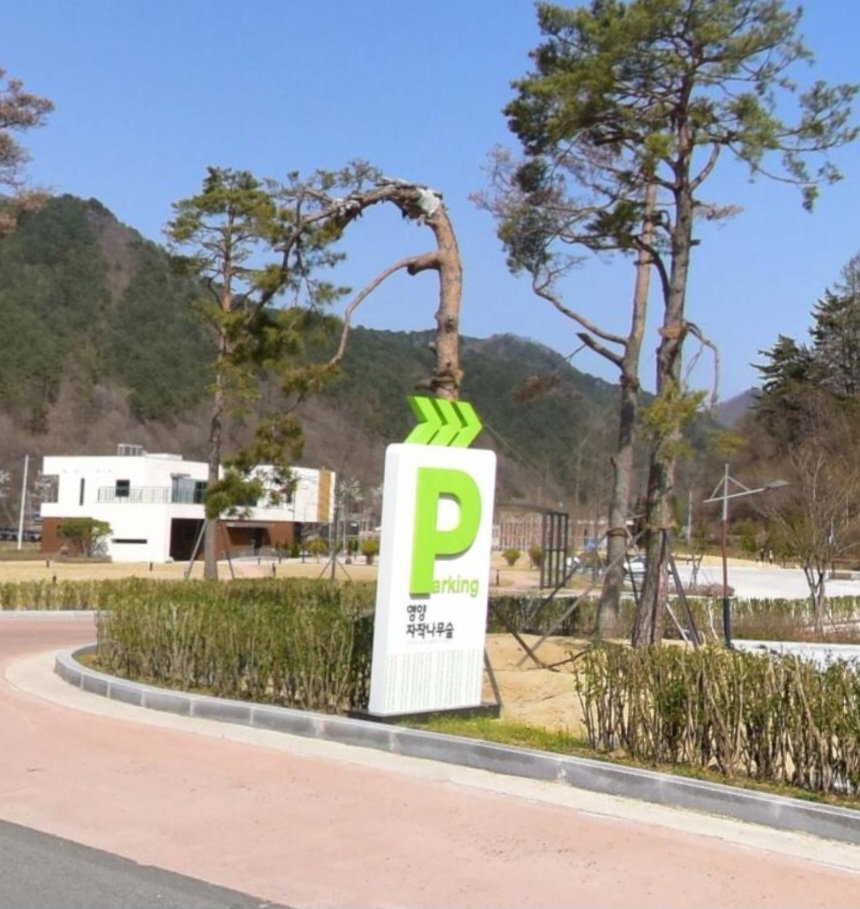 영양 자작나무숲 사진 2