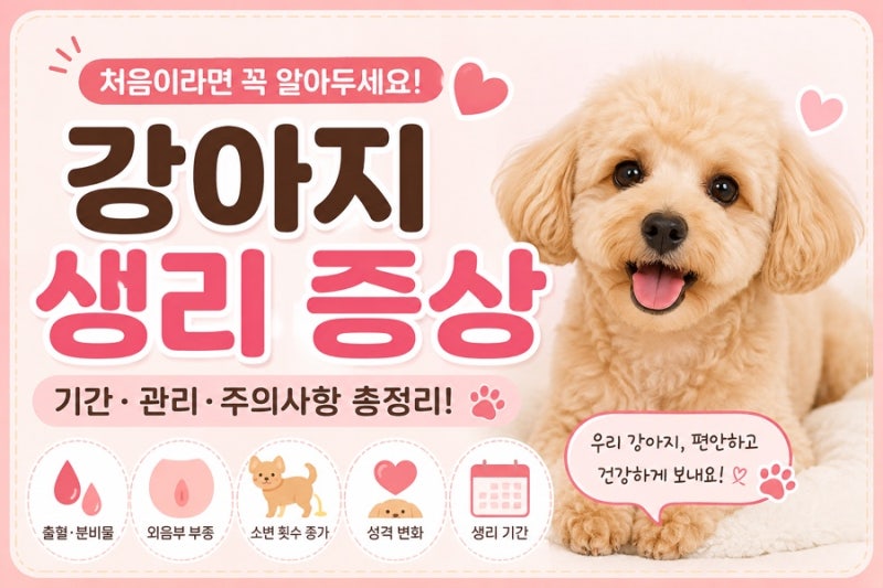 강아지 생리 증상 총정리! 기간·관리법·주의사항 한눈에 보기