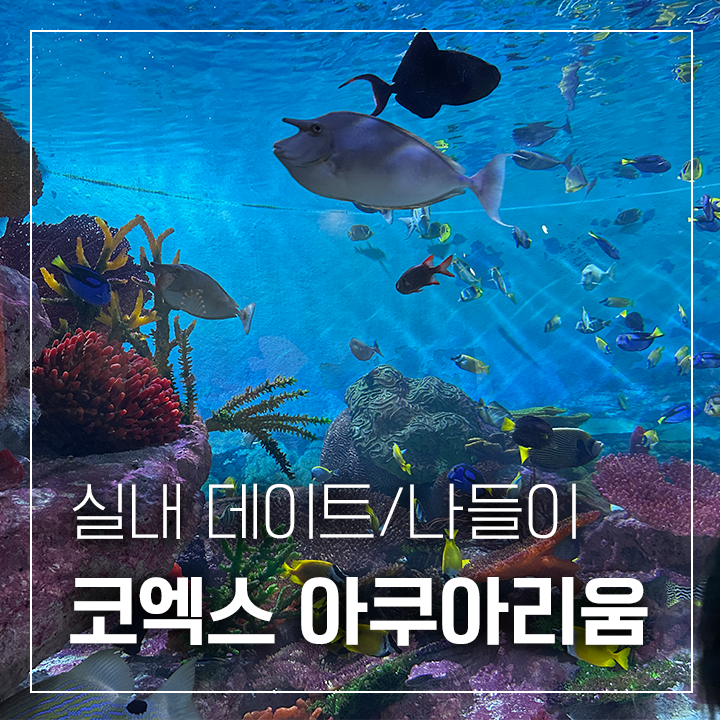 코엑스 아쿠아리움 실내 데이트 코엑스 씨라이프 실제 후기