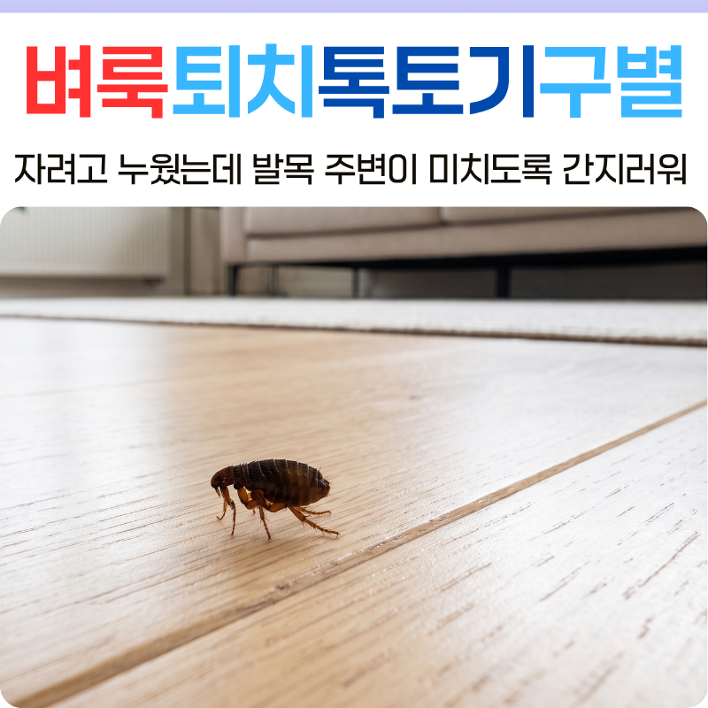 울산벼룩퇴치 벼룩파리 톡토기 구별법과 물린자국 예방하는 방역 꿀팁