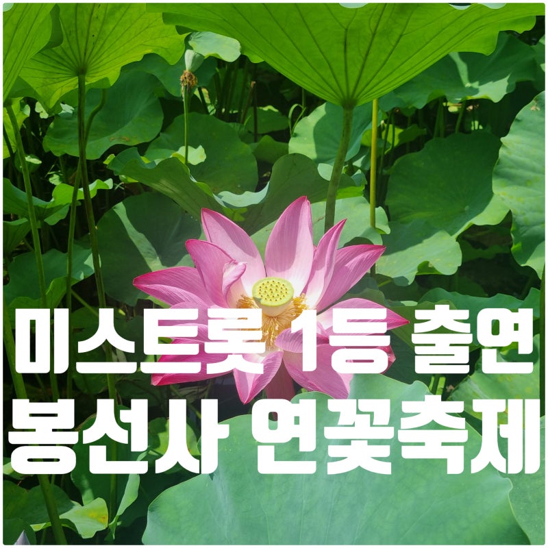 남양주 봉선사 연꽃 축제 일정 초대 가수 출연진 정보 주차 팁
