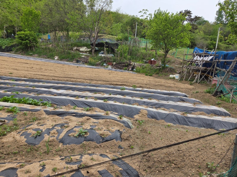 농업직불금 완벽 가이드 , 받는 조건/금액/신청방법 총정리