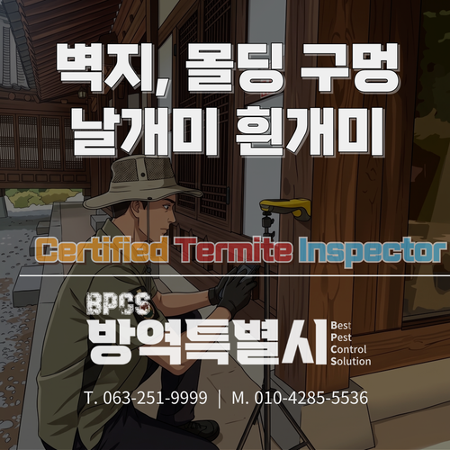 벽지·몰딩 구멍과 날개미, 흰개미 퇴치 전문 장비 진단이 필요한 이유