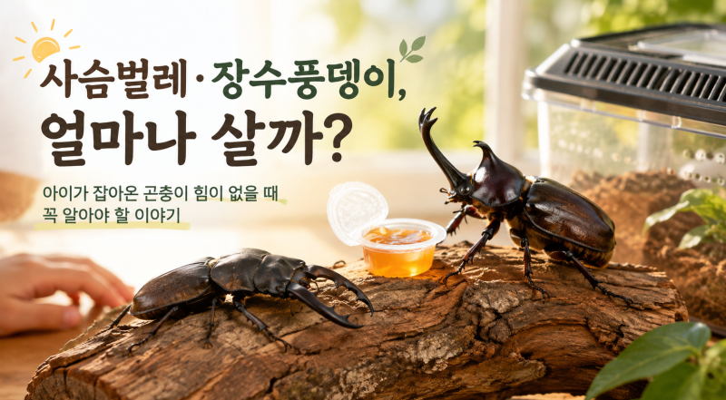 사슴벌레는 며칠 살다 죽는 벌레가 아니었다… 아이가 잡아온 뒤 이틀 만에 힘이 빠진 이유