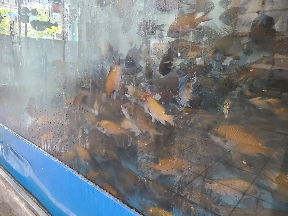 그린물회 사진 5