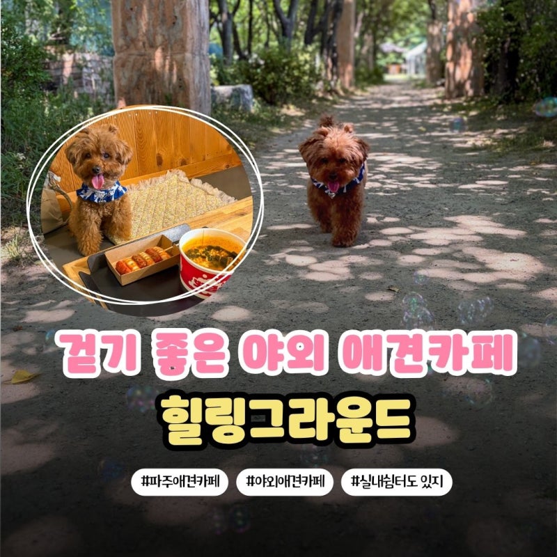 그늘 많은 파주 야외 애견카페, 실내 쉼터 있는 힐링그라운드
