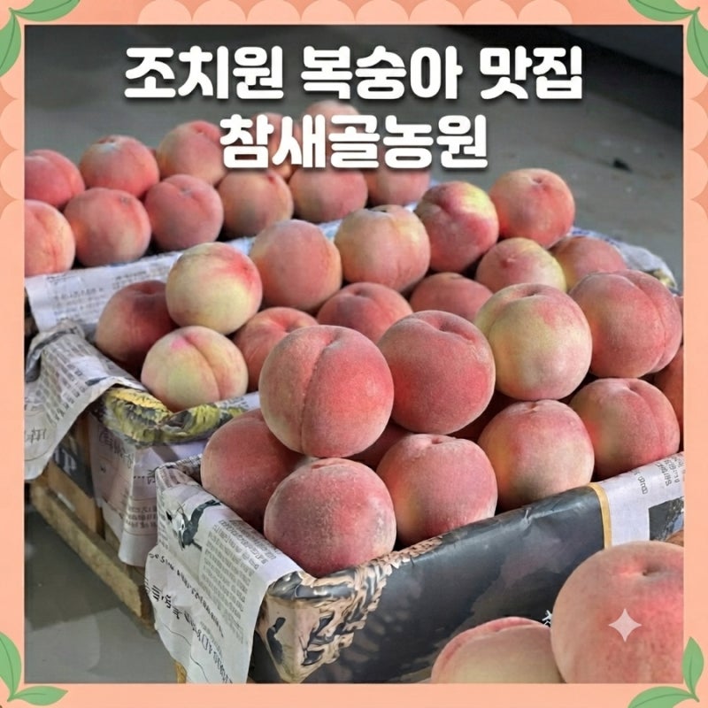 세종시 조치원 복숭아 맛집 농장 방문! 참새골 농원ㅣ직접 먹어보니 역시 조치원 복숭아는 ....