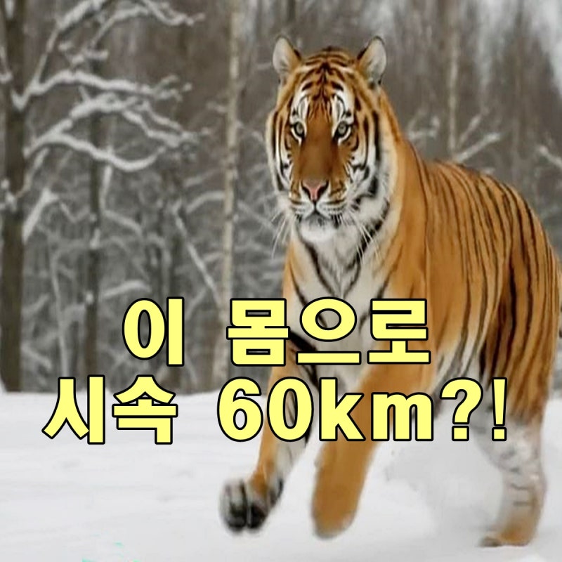 호랑이는 얼마나 빠르게 달릴까? 300kg 맹수의 순간 속도