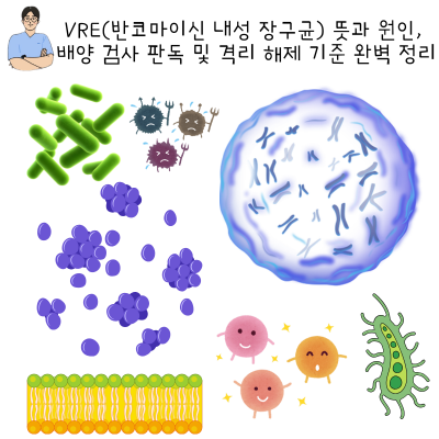 VRE(반코마이신 내성 장구균) 뜻과 원인, 배양 검사 판독 및 격리 해제 기준 완벽 정리