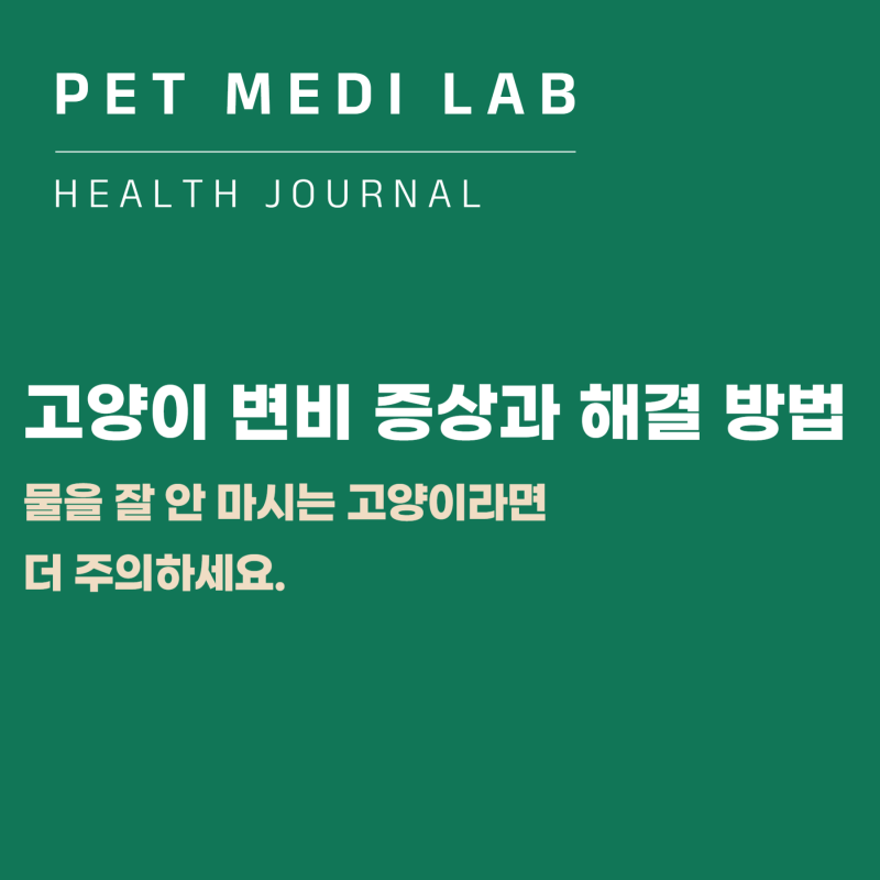 고양이 변비 증상과 해결 방법, 물을 잘 안 마시는 아이는 특히 주의