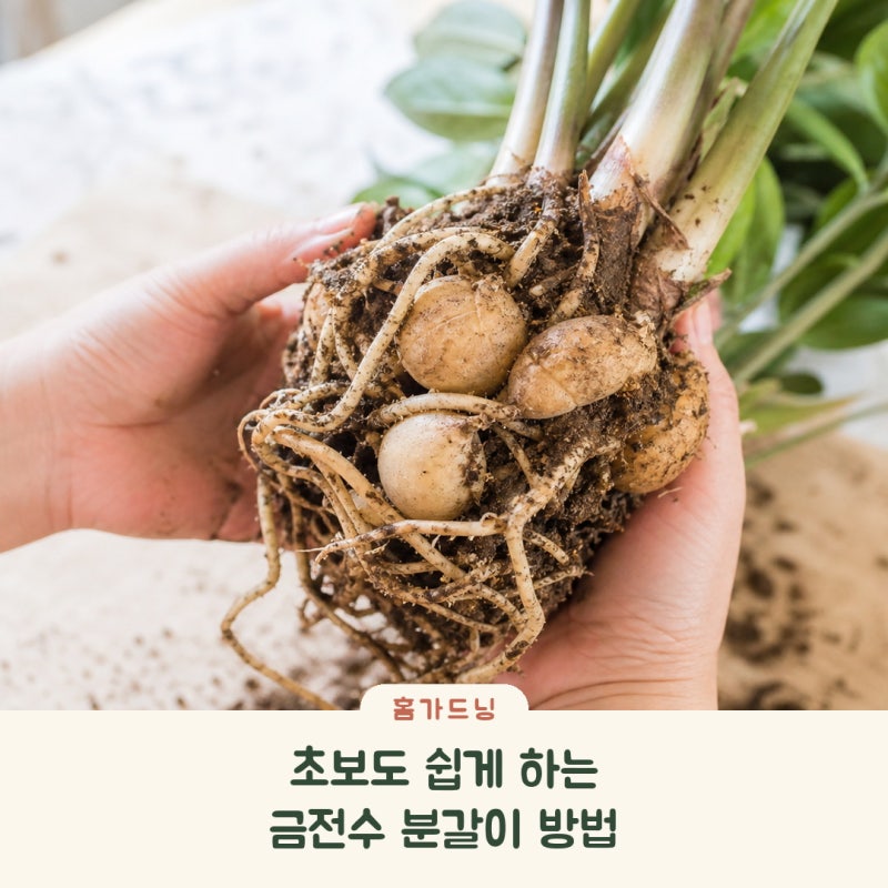 금전수 분갈이 신호부터 뿌리 정리, 물주기까지