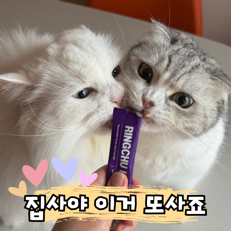 고양이 관절 영양제, 촉촉한 습식 츄르 추천