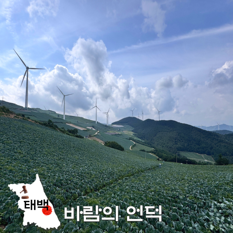 여름 태백 관광지 가볼만한곳! 태백 바람의 언덕 셔틀버스 vs 택시