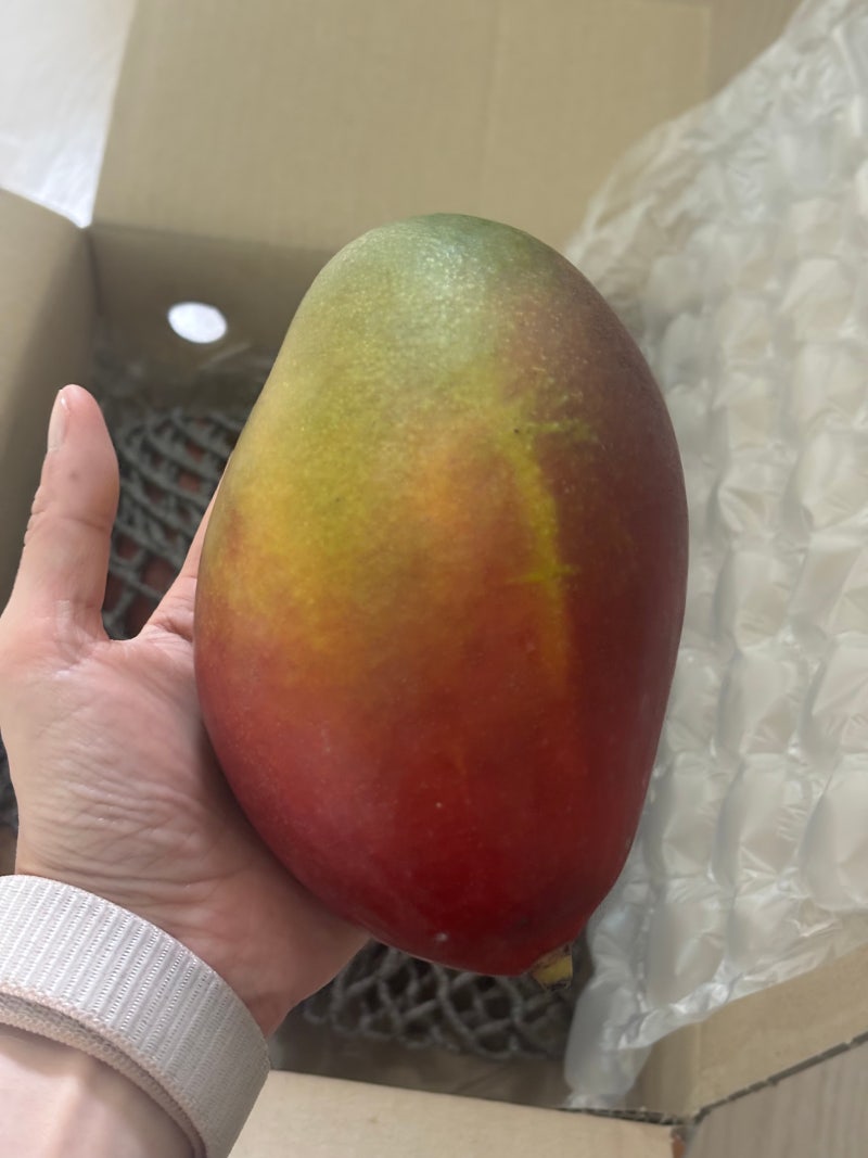 수플린 애플망고 2.1kg, 맛은 신라 호텔 급 가격은 10배 싼 카톡 선물 솔직 후기