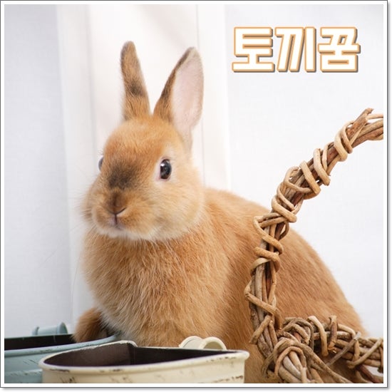 토끼꿈 해몽 하얀토끼꿈 상황별 좋은 기운 6가지 해석