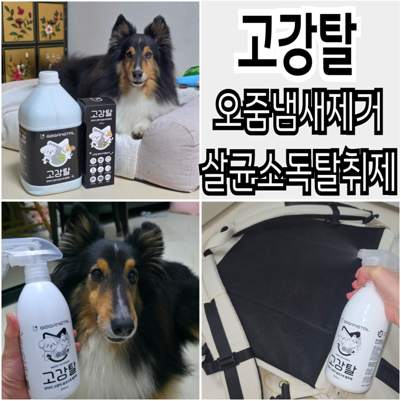 고강탈 강아지 탈취제 무향인데 냄새 제거에 효과적일까?