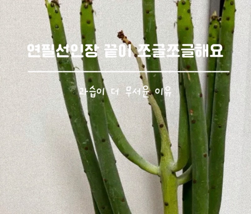 연필선인장 줄기 끝이 마르고 쪼글쪼글해진다면? 과습부터 확인하세요