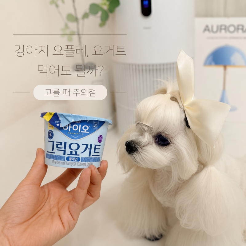 강아지 요플레, 요거트 먹어도 될까? 고를 때 주의점