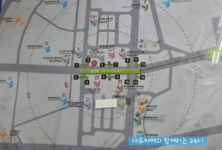 황금새우 사진 1