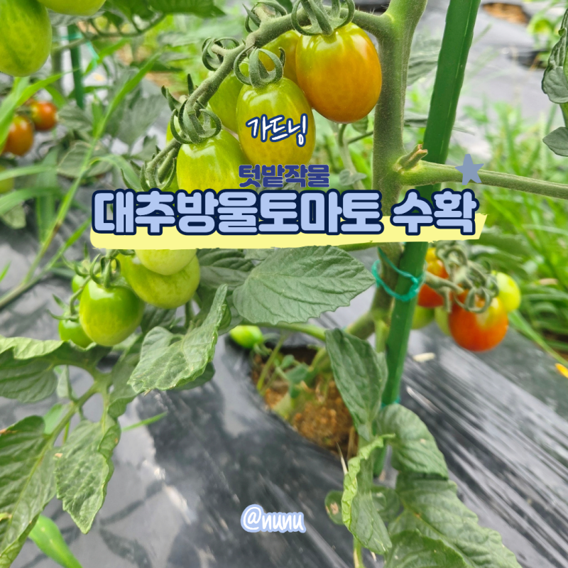 방울토마토 수확시기 모종 심기 꽃 열매 텃밭작물 키우기 즐거워