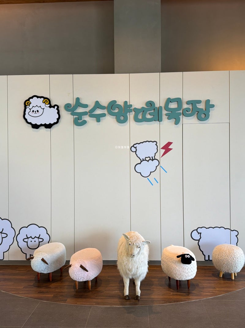 대관령 애견동반 가볼 만한 곳 순수양떼목장과 카페 방문