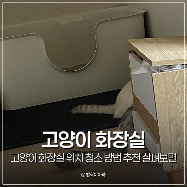 고양이 화장실 위치 청소 방법 추천 살펴보면