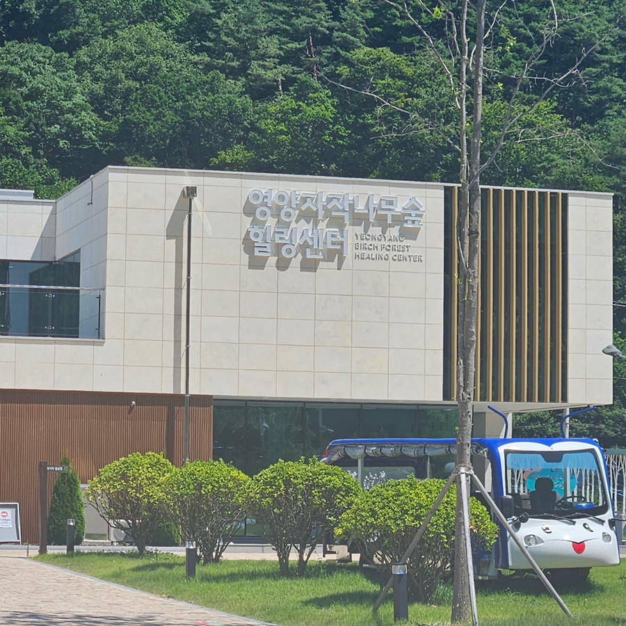 영양 자작나무숲 사진 1