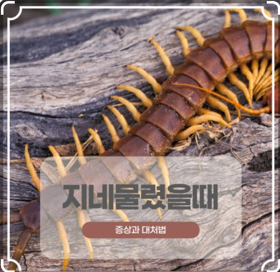 제주 지네 물렸을 때 응급처치법 & 방 안에서 발견 시 절대 하면 안 되는 행동!