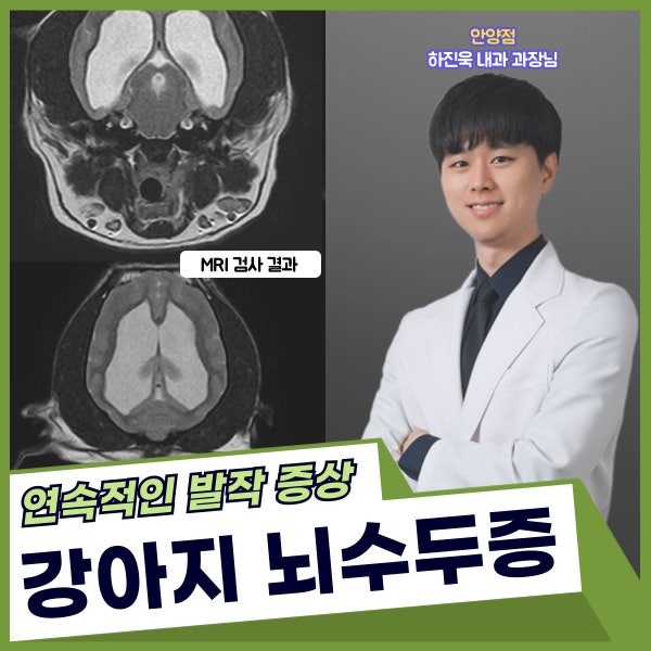 강아지 발작 증상, 원인, 뇌수두증 치료 방법, 안양24시동물병원
