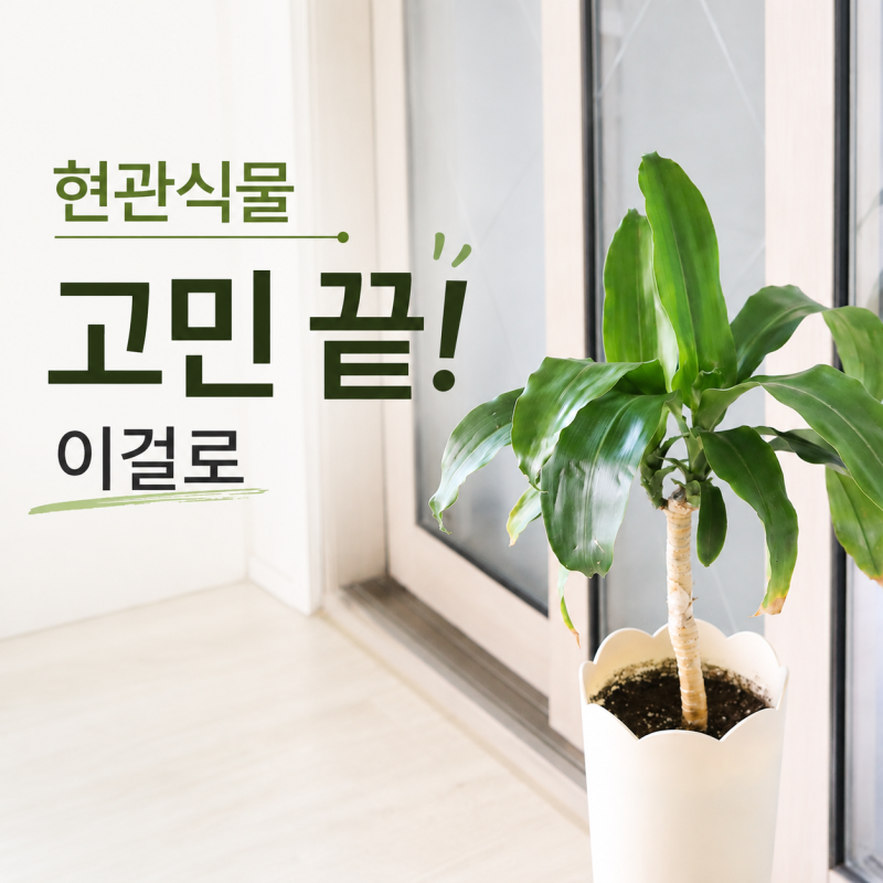 느낌 좋은 반려식물 행운목 집 현관은 물론 실내 베란다에도 굿