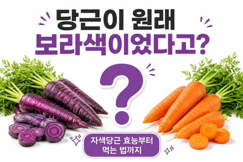당근이 원래 보라색이었다고요? 자색당근 효능 5가지