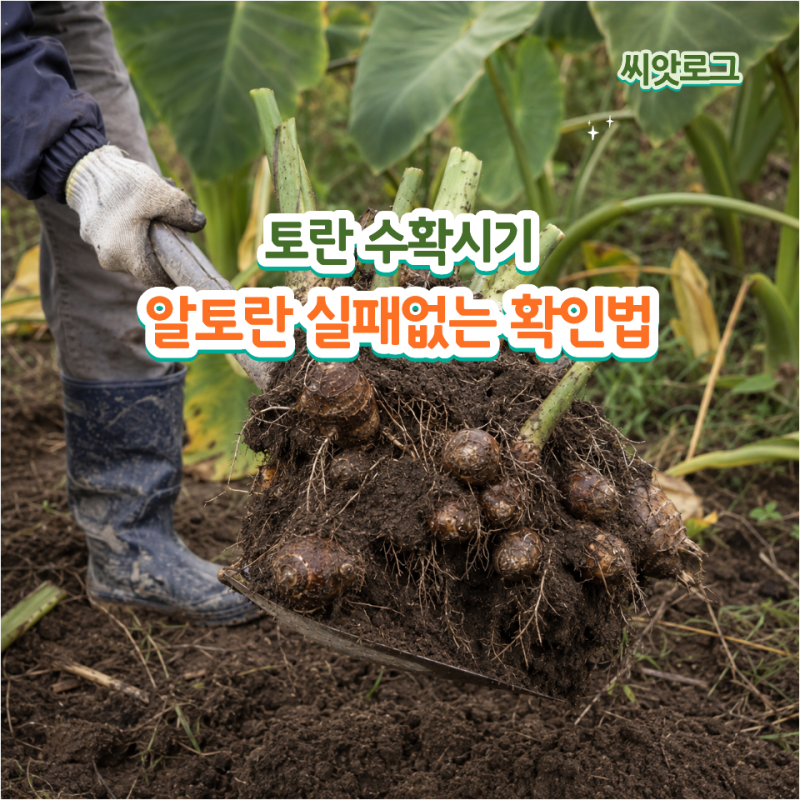 알토란 크게 캐는 토란 수확시기, 씨토란 실패 없는 확인법