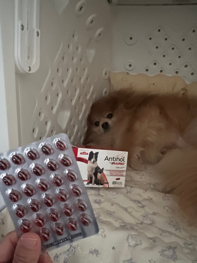 안티놀(강아지 관절약)