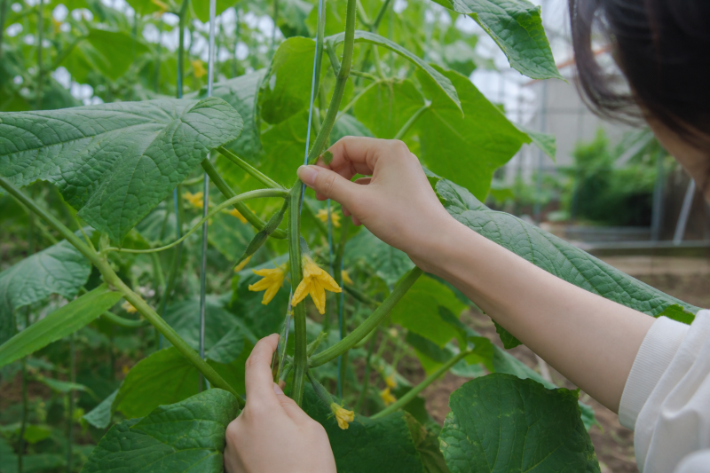오이 순치기, 순서를 바꾸면 열매 수와 모양이 달라져요