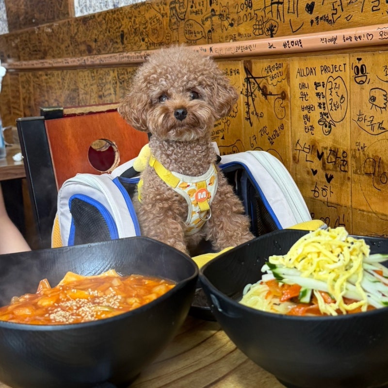전주 애견동반 식당 계수나무짬뽕 그저 그랬던 솔직 후기