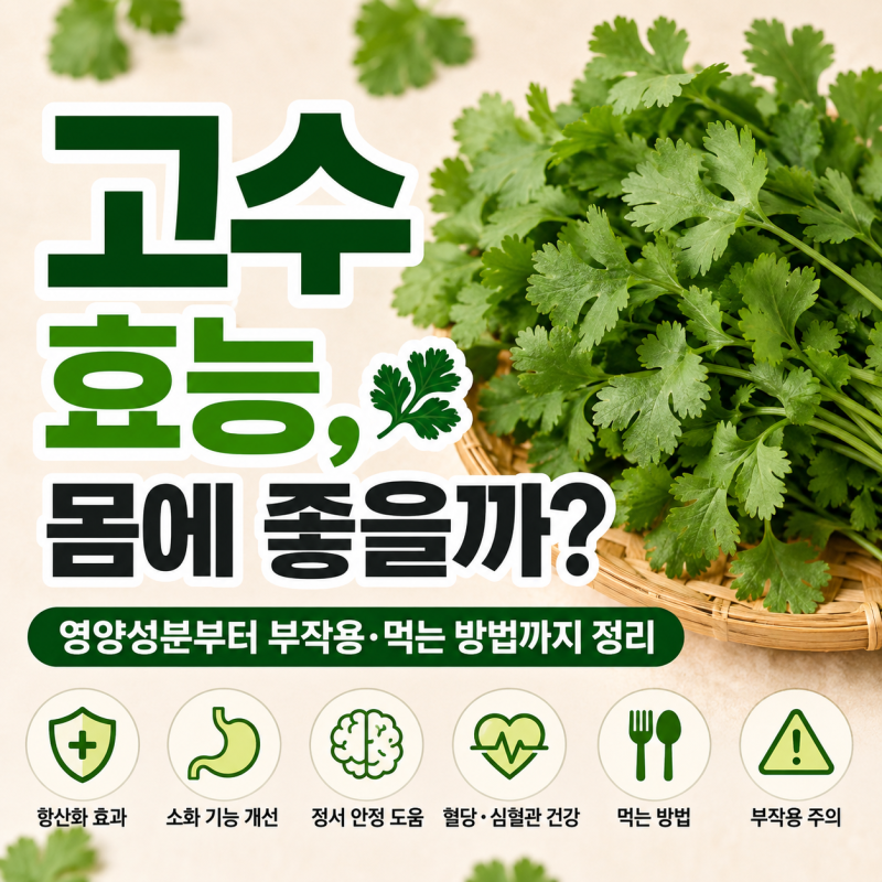 고수 효능, 몸에 좋을까? 영양성분부터 부작용·먹는 방법까지 정리