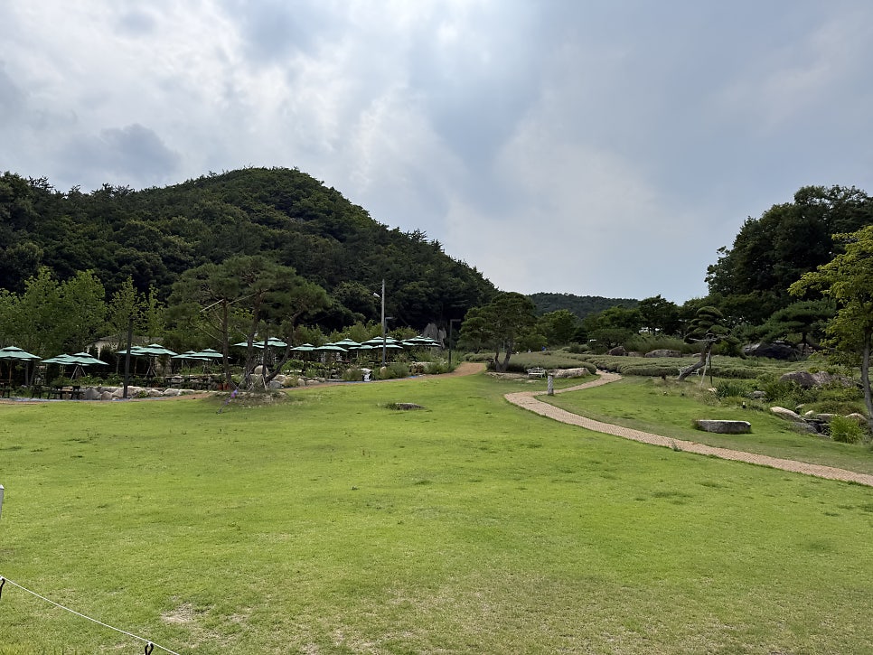 느티나무 사진 2