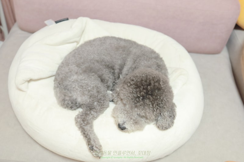 강아지 꿈 해몽, 흰 강아지부터 물리는 꿈까지